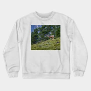 Mule Deer Buck Crewneck Sweatshirt